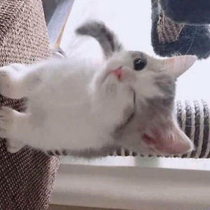 Meet your Posher, Lol